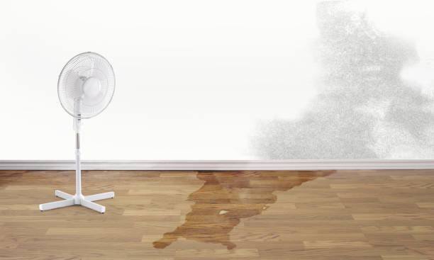 Best Water damage cleanup near me  in Sargent, TX